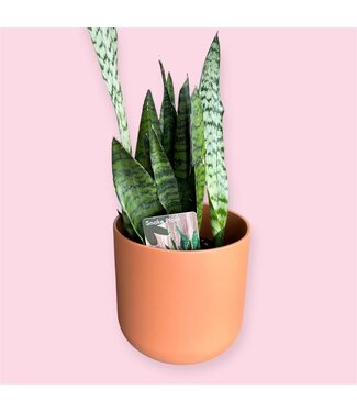 Livingstone Snake Plant - Green 6"