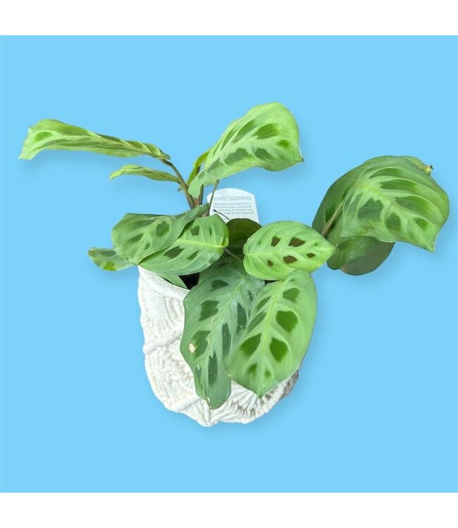 Maranta Green Prayer 4" [11]