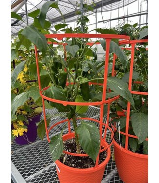 Livingstone 12" Patio Pepper Planter with Cage [10]