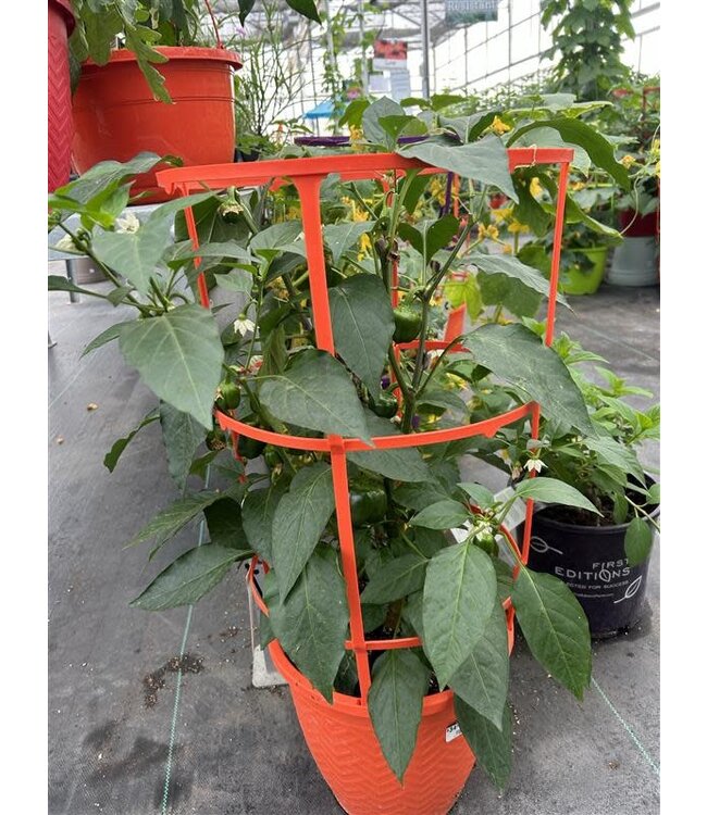 Patio Pepper Planter with Cage 12in [10]