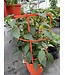 Patio Pepper Planter with Cage 12in [10]