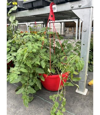 Livingstone 15" PATIO TOMATO HANGING BASKET [10]