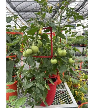 Livingstone Patio Tomato Planter with Cage 12in [10]