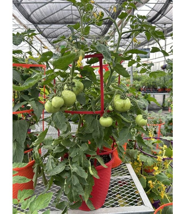 Patio Tomato Planter with Cage 12in [10]