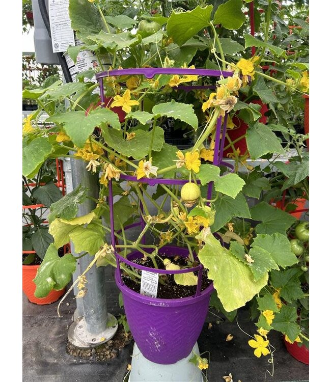 Patio Cucumber Planter with Cage 12in  [10]