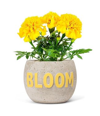 Abbott Collection Large BLOOM Planter