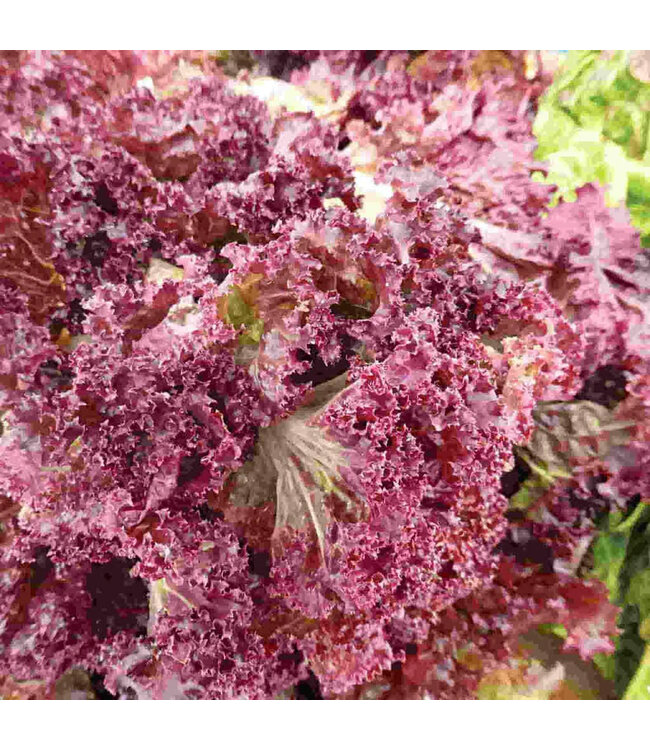 Lettuce Red Salad Bowl