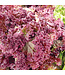 Mckenzie Lettuce Red Salad Bowl Seed Packet