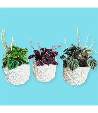 Livingstone Rippled Peperomia 4in. | Asst. Colours [11]