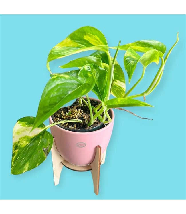 Pothos "Golden" 4in.