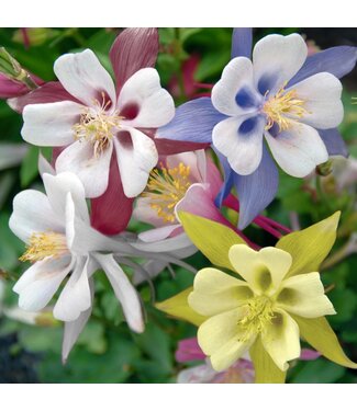 Livingstone Kirigami Mix Columbine (Aquilegia caerulea 'Kirigami')Mix 1gal [12]