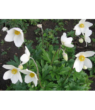 Livingstone Snowdrop Anemone (Anemone sylvestris) 1gal [12]