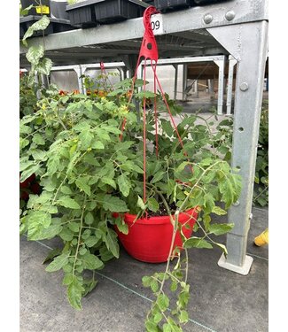 Livingstone 12" Tomato Basket  [10]