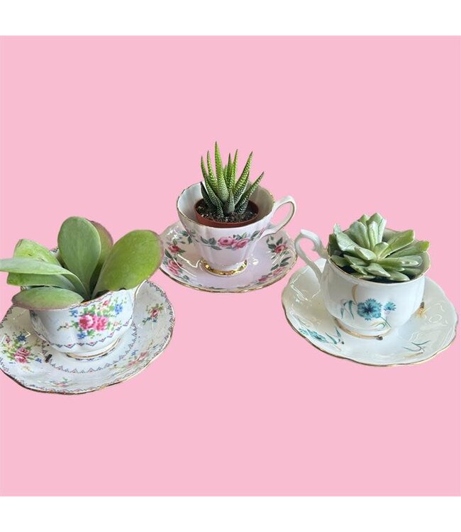 Assorted Succulents 2.25in [11]