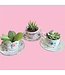 Assorted Succulents 2.25in [11]
