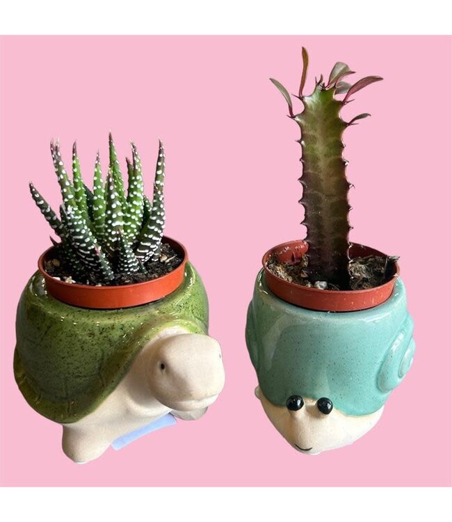 Assorted Succulents 2.25in [11]