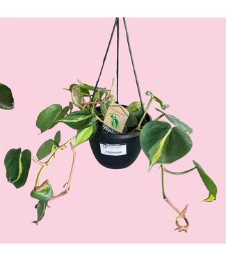 Livingstone Philodendron Brazil 6" Hanging Basket [10]