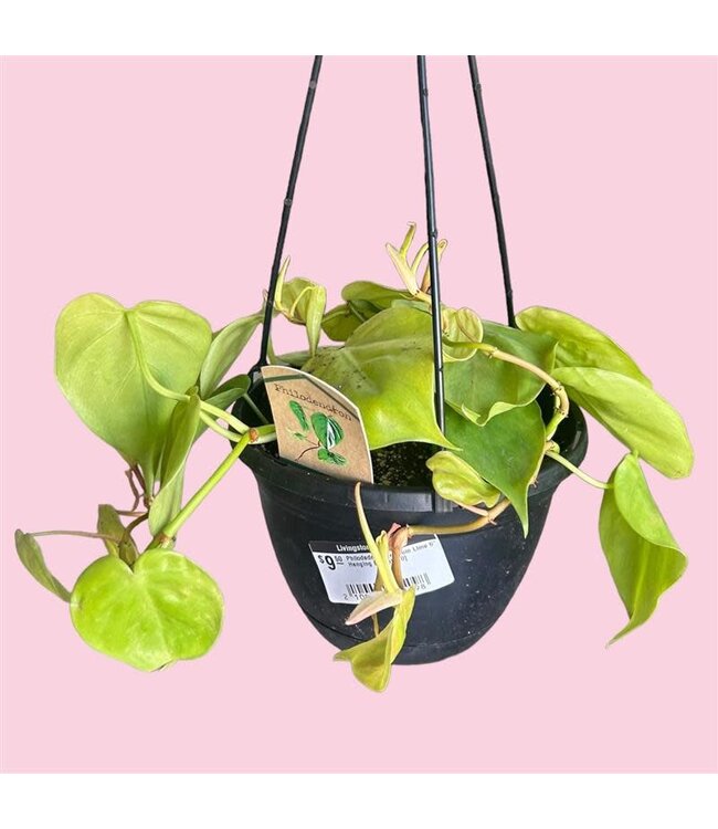 Philodedron Cordatum Lime 6" Hanging Basket [10]