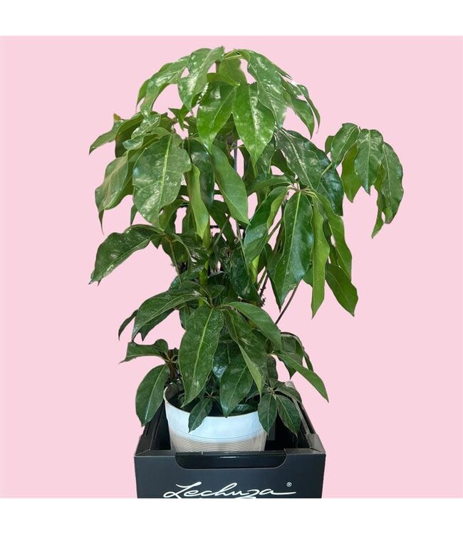 Umbrella Tree- Schefflera 3 gallon