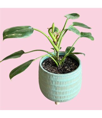 Livingstone Philodendron Green Princess 4.5" [10]