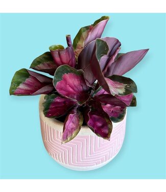 Livingstone Calathea - Rosed Dottie 4" [11]