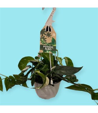 Livingstone Epripremnum Albo 6" Hanging Basket [11]