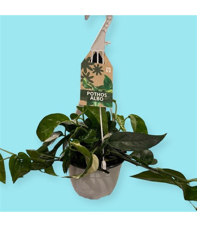 Epripremnum Albo 6" Hanging Basket [11]