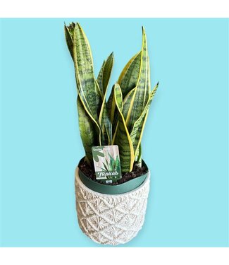 Livingstone Snake Plant - Variegated 8" [11]