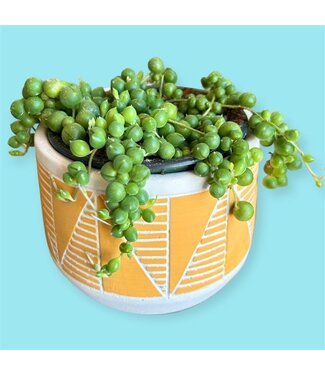 Livingstone String of Pearls 4" [11]
