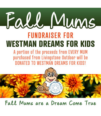 Livingstone Fall Mums Fundraiser for WDFK - Ready for Pickup!