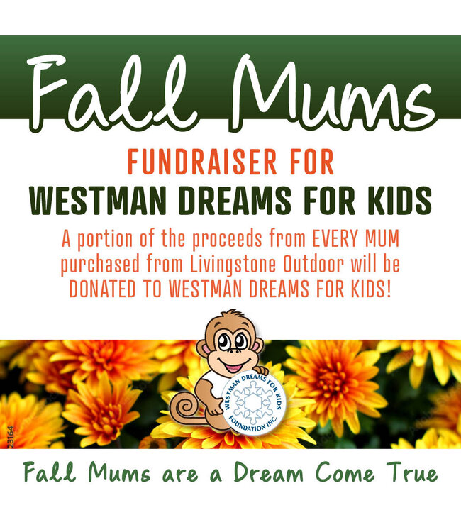 Fall Mums Fundraiser for Westman Dreams for Kids - Ready for Pickup!