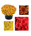 Fall Mums Fundraiser for Westman Dreams for Kids - Ready for Pickup!