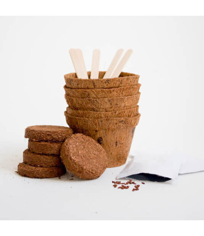 Bonsai Trees Grow It