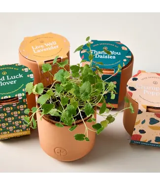 Modern Sprout Tiny Terracotta Grow Kit
