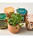 Tiny Terracotta Grow Kit
