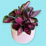 Tropical & Indoor Plants