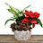 Holiday Plants