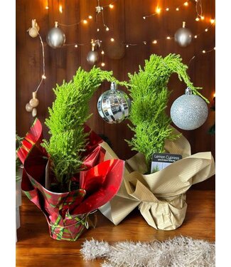 Livingstone Grinch Tree W/Mylar 4in [5]