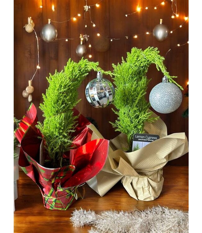 Grinch Tree W/Mylar 4in [5]