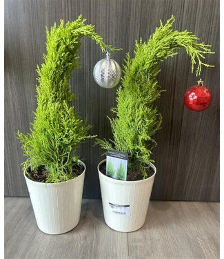 Livingstone Grinch Tree  White Pot 6in [5]