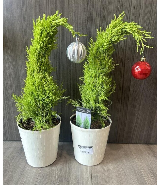 Grinch Tree  White Pot 6in [5]