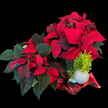 Holiday Plants