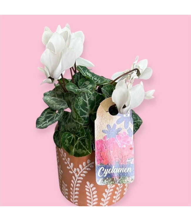 Cyclamen Persicum Asst. Colours 4" [11]