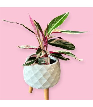 Livingstone Stromanthe Tristar in [11]