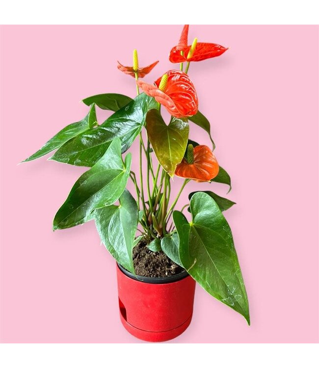 Anthurium Assorted 6" [11]