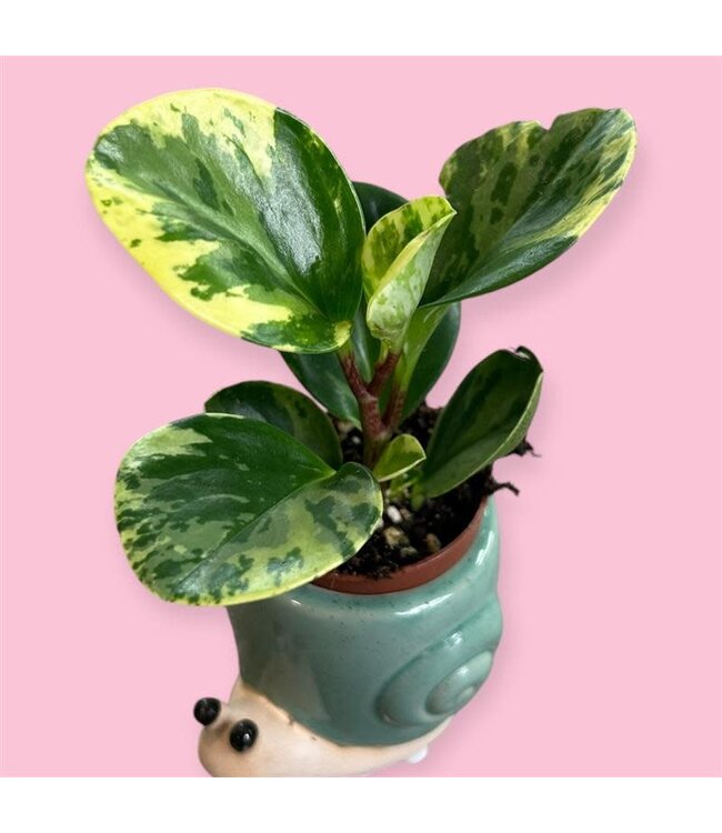 Peperomia Pepperface - 2.25"