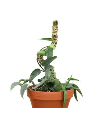Mossify Mossify Bendable Moss Pole Thin 16"
