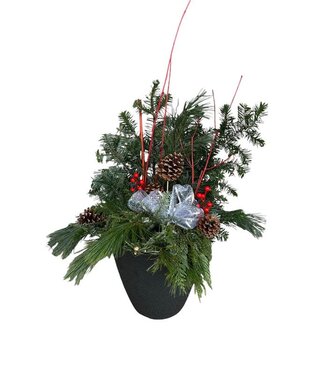 Livingstone ToniAnn Winter Planter 12"