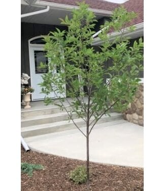 Livingstone Prunus x nigrella 'Muckle' (Plum) 6ft7gal [1]