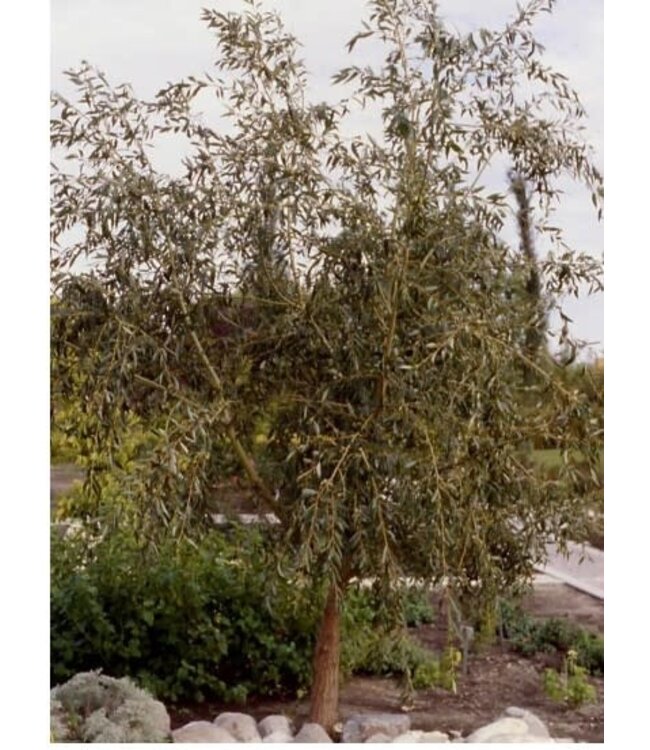 Salix x 'Prairie Cascade' (Weeping Willow) 1in-cal10gal [1]